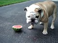 Blue II Tries a Watermelon - Part 1