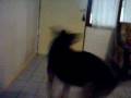 Videos graciosos de perros