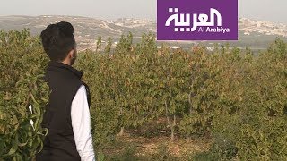 العربية في الجليل |  الجش أرض التفاح والكرز