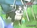Dog, happy dog Dog, happy dog