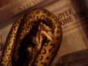 Anaconda Eating/Feeding