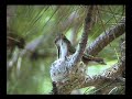 Hummingbird Female Flight to Nest Hummingbird Female Flight to Nest