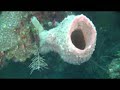 Click here to watch this video coco View Resort (The Dive Shop)