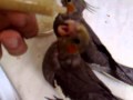 Hand fed baby cockatiels(2 mnths old)