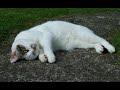 うたう猫動画