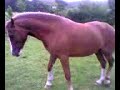 bucking hell millie goes crazy :)