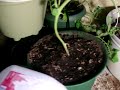 Chilies Under Lights - June 23, 2008
