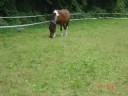 ma ponette ma ponette