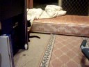 cute kitty playing