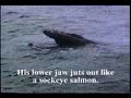 Whales With Names - Sockeye (Physically Challenged)