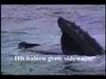 Whales With Names - Sockeye (Physically Challenged)