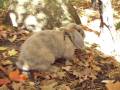 Bunny-Cam : Exploring the Forest from a Bunny's Perspective