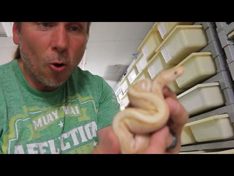YouTube reptile video