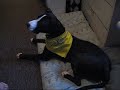 Missy howling Missy howling