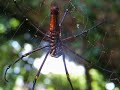 30 Aug: Banana spider at shrine in Kin Town, Okinawa, Japan 30 Aug: Banana spider at shrine in Kin Town, Okinawa, Japan