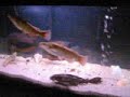 MVI_0009.AVI