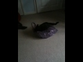Ebby the kitten attacks!