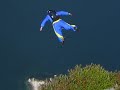 NOrWAY Heliboogie 2007 BASE Jumping
