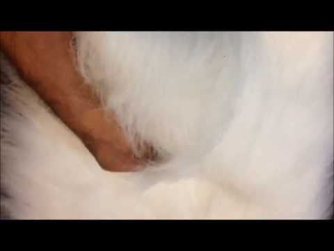 how to dye flokati
