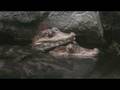 videos de Philadelphia Zoo Dwarf Caimans Cute Position