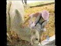 Tenchis a caballo Tenchis a caballo