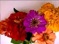 zinnias zinnias