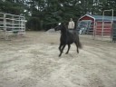 PRF Blck Label Intoxicating Miss- miniature horse