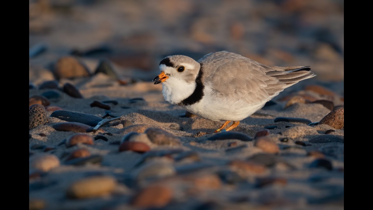 Challenging a 27 Year Old Birding Record - presentation by Ben Lucking