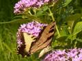 Butterflies in bloom - Song from a secret garden