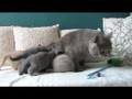 British Kittens