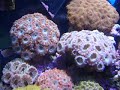 aquario marinho video 