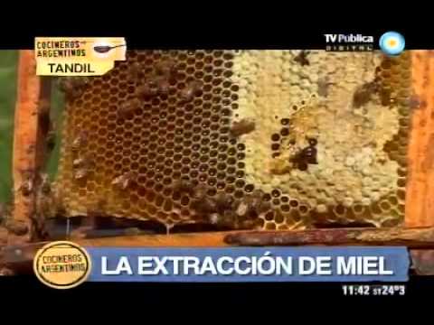 ¿Cómo se hace la miel?