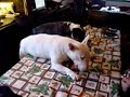 Bull Terrier dinertime.