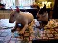 Bull Terrier Inglés video