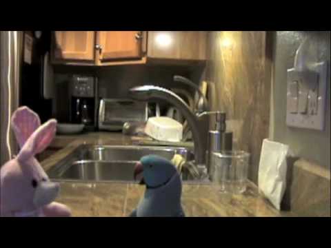 chesawoo - http://www.marnietalk.com Marnie meets another new bunny and shows off what he eats for breakfast.