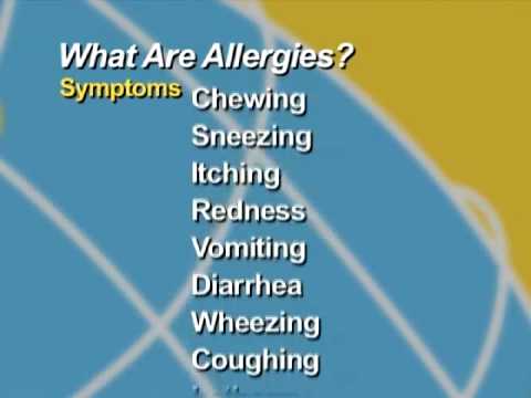 Allergies in Dogs and Cats