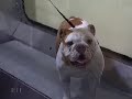 \"Dog Tales\" episode D-111 promo \"Dog Tales\" episode D-111 promo