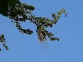 Streak-backed Oriole building a nest Icterus
