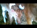 milking fresh cow colostrum newborn guernsey nursing.