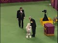 Westminster Best In Show 2004