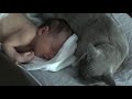 Burmese Cats guard newborn Burmese Cats guard newborn