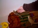 Baby Beardies 1st Bath