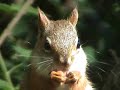 Wild chipmunks, squirrels, and rabbits Wild chipmunks, squirrels, and rabbits