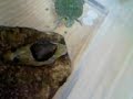 My Red Eared Slider (Feeding)