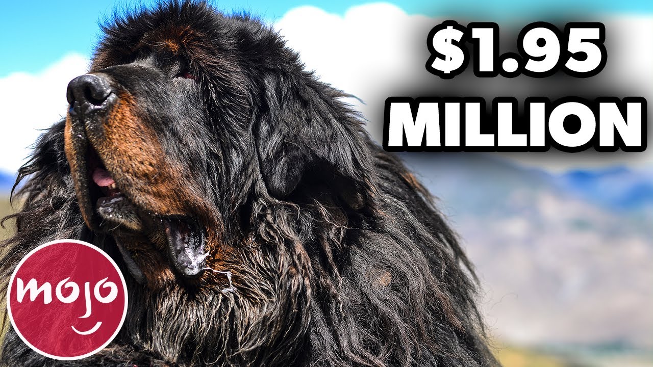 What Are The Most Expensive Dogs In The World?