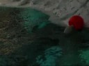 Beluga and the Bouy 3