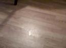Pet Sitting Pet Sitting