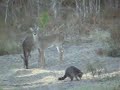 Racoons messing around