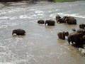 Elefants