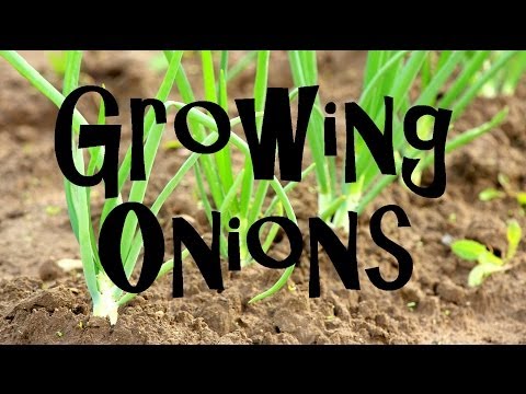 how to harvest onions from the garden